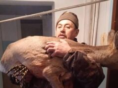 В Красноярском крае спасли запрыгнувшую через окно в квартиру косулю - РИА Новости, 1920, 18.03.2026