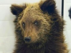 Истощенного медвежонка подобрали на Кругобайкальской железной дороге Медвежонок в госпитале для бездомных животных в Иркутске - РИА Новости, 1920, 24.03.2026