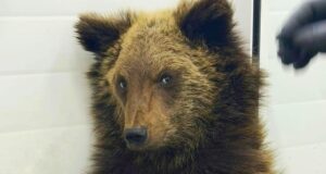 Медвежонок в госпитале для бездомных животных в Иркутске - РИА Новости, 1920, 24.03.2026