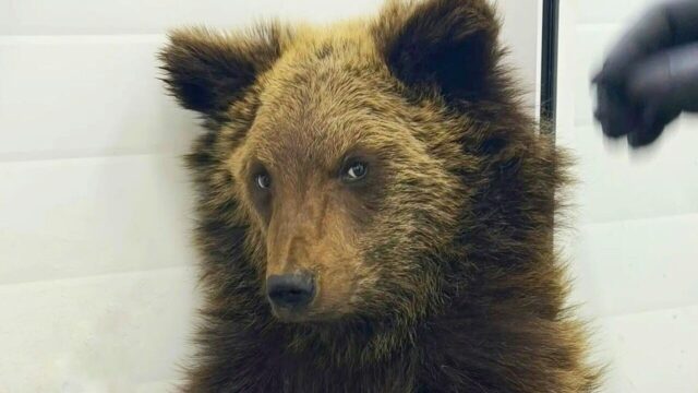 Медвежонок в госпитале для бездомных животных в Иркутске - РИА Новости, 1920, 24.03.2026