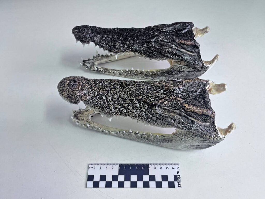 Россиянин пытался провезти головы крокодилов из Таиланда.