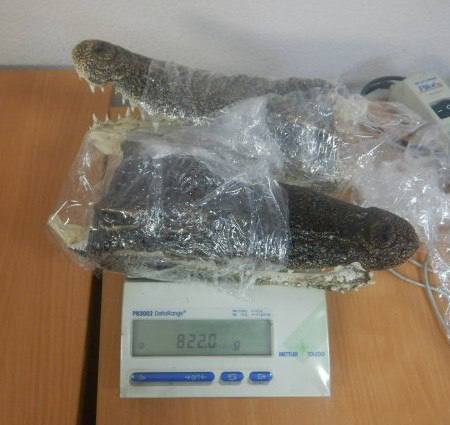 Россиянин пытался провезти головы крокодилов из Таиланда.