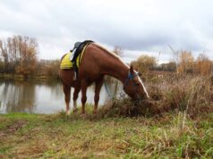 стал известен владелец лошадей, которые устроили забег на МКАДе и едва не попали в ДТП. Они сбежали