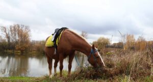стал известен владелец лошадей, которые устроили забег на МКАДе и едва не попали в ДТП. Они сбежали