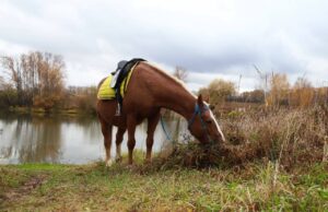 стал известен владелец лошадей, которые устроили забег на МКАДе и едва не попали в ДТП. Они сбежали