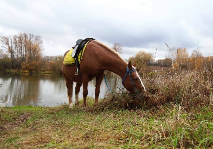 стал известен владелец лошадей, которые устроили забег на МКАДе и едва не попали в ДТП. Они сбежали