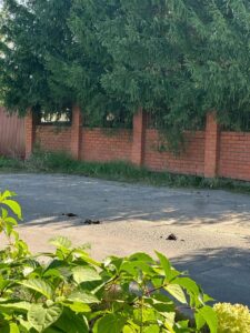 стал известен владелец лошадей, которые устроили забег на МКАДе и едва не попали в ДТП. Они сбежали