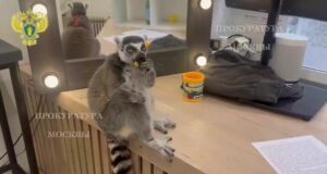 На видео кошачий лемур в рабстве. Красавца держали в антикафе и заставляли работать, чтобы развлекат