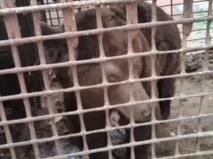 В Челябинской области обнаружен "медведь в тюрьме". Косолапый живет в тесной клетке 2х2 в одном из д