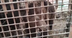 В Челябинской области обнаружен "медведь в тюрьме". Косолапый живет в тесной клетке 2х2 в одном из д