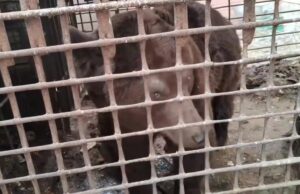 В Челябинской области обнаружен «медведь в тюрьме». Косолапый живет в тесной клетке 2х2 в одном из дворов города. В Челябинской области обнаружен "медведь в тюрьме". Косолапый живет в тесной клетке 2х2 в одном из д