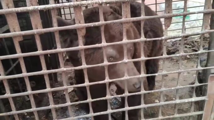 В Челябинской области обнаружен "медведь в тюрьме". Косолапый живет в тесной клетке 2х2 в одном из д
