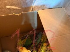 Около 60 ручных попугаев отравили в зоопарке в Ленинградской области.