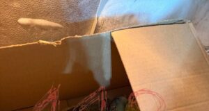 Около 60 ручных попугаев отравили в зоопарке в Ленинградской области.