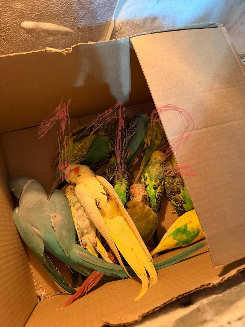 Около 60 ручных попугаев отравили в зоопарке в Ленинградской области. Около 60 ручных попугаев отравили в зоопарке в Ленинградской области.