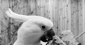 «Птицы в порядке, больше никто из них не умер!»