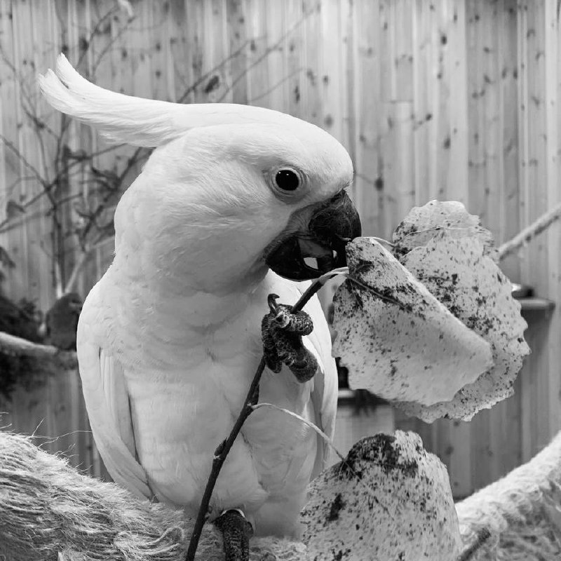 «Птицы в порядке, больше никто из них не умер!»