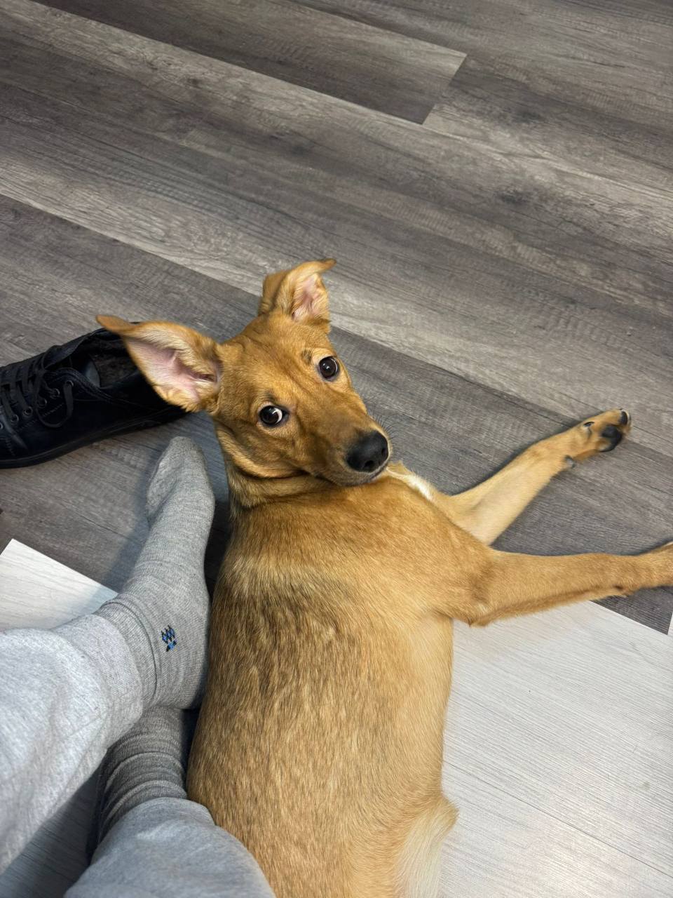 Трогательное происшествие на МКАДе: щенок едва не погиб, пытаясь выбраться за пределы дороги. Питомца дважды сбила машина Трогательное происшествие на МКАДе: щенок едва не погиб, пытаясь выбраться за пределы дороги. Питомца дважды сбила машина