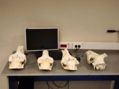 Иностранец пытался вывезти из России в Германию 12 черепов благородного оленя.