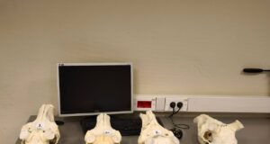 Иностранец пытался вывезти из России в Германию 12 черепов благородного оленя.