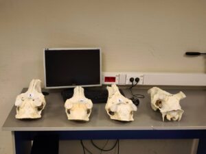 Иностранец пытался вывезти из России в Германию 12 черепов благородного оленя.