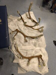 Иностранец пытался вывезти из России в Германию 12 черепов благородного оленя.