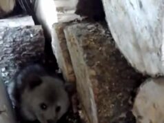 «Бэмби по-русски»: медвежонка, лишившегося матери и брошенного на окраине осетинской деревни, спасли