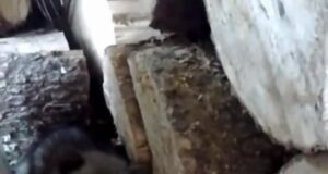 «Бэмби по-русски»: медвежонка, лишившегося матери и брошенного на окраине осетинской деревни, спасли