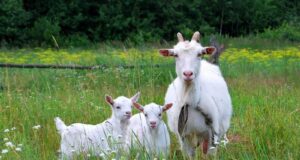 Чтобы вернуть супругу домой, мужчина зарезал семерых козлят и расстрелял двух коз в Омской области.