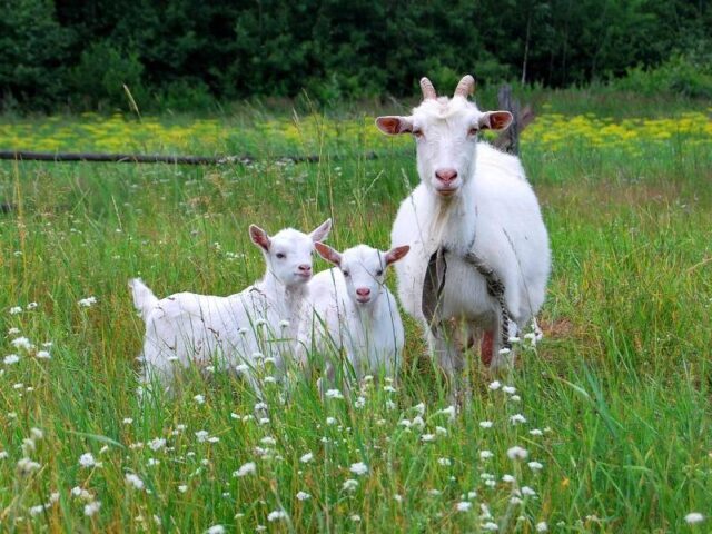 Чтобы вернуть супругу домой, мужчина зарезал семерых козлят и расстрелял двух коз в Омской области.
