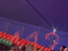 Тигрица сбежала с арены «Цирка Династии Довгалюк» в Ростове. Публикуем кадры поимки полосатой артист