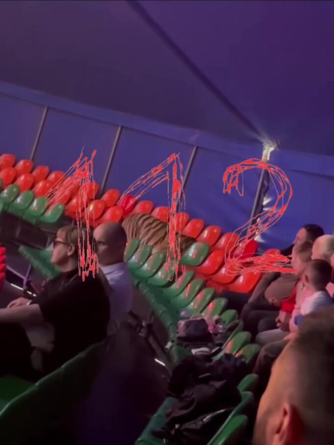 Тигрица сбежала с арены «Цирка Династии Довгалюк» в Ростове. Публикуем кадры поимки полосатой артист