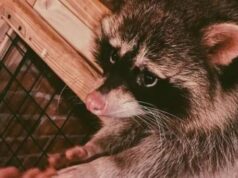 Енота-курильщика никак не могут спасти из кальянного рабства в Саратове.