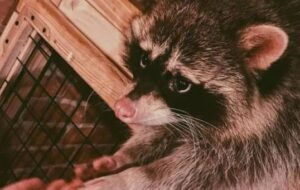 Енота-курильщика никак не могут спасти из кальянного рабства в Саратове.