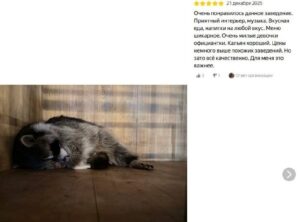 Енота-курильщика никак не могут спасти из кальянного рабства в Саратове.