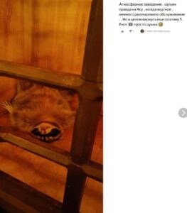 Енота-курильщика никак не могут спасти из кальянного рабства в Саратове.