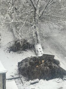 Первый последний снегопад в Москве валит деревья, останавливает поезда, машины, самолеты. В столице