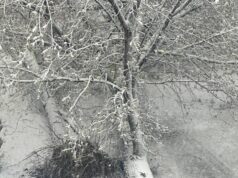 Первый последний снегопад в Москве валит деревья, останавливает поезда, машины, самолеты. В столице