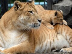 Лигрица с детенышем - РИА Новости, 1920, 21.04.2026