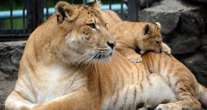 Лигрица с детенышем - РИА Новости, 1920, 21.04.2026