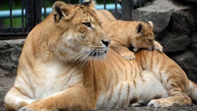 Лигрица с детенышем - РИА Новости, 1920, 21.04.2026