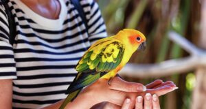 Девушка держит попугая - РИА Новости, 1920, 08.04.2026