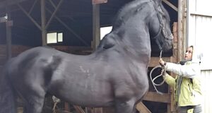 На конной ферме - РИА Новости, 1920, 08.04.2026