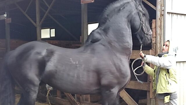 На конной ферме - РИА Новости, 1920, 08.04.2026