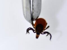 Исследование иксодовых клещей на наличие вирусного энцефалита - РИА Новости, 1920, 15.04.2026