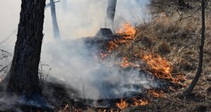 Пал сухой травы - РИА Новости, 1920, 10.04.2026