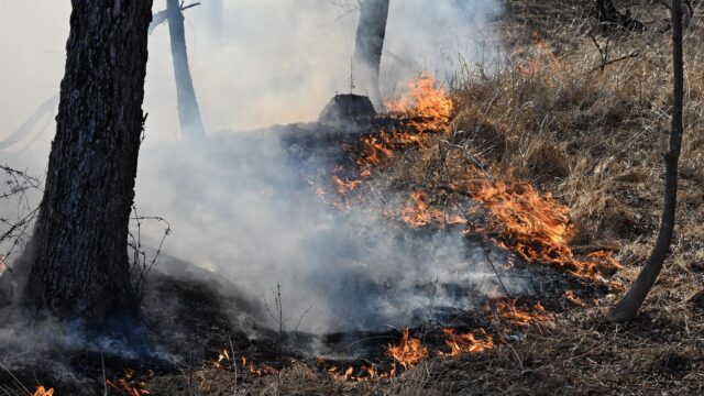 В Бурятии жители села предотвратили пожара на заправке после загорания травы Пал сухой травы - РИА Новости, 1920, 10.04.2026