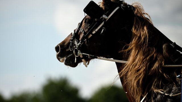 В Дагестане 11 лошадей спасли из снежного плена после аномальных осадков Лошадь - РИА Новости, 1920, 16.04.2026
