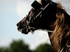 Лошадь - РИА Новости, 1920, 13.04.2026