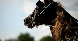 Лошадь - РИА Новости, 1920, 13.04.2026